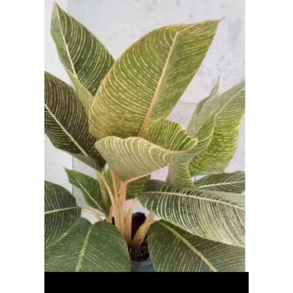 tanaman pisang bugis kuning .pisang bugis golden