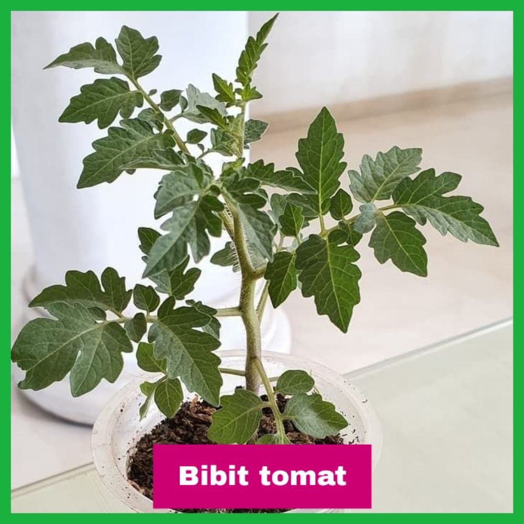 Bibit tanaman tomat — tanaman sayur tomat
