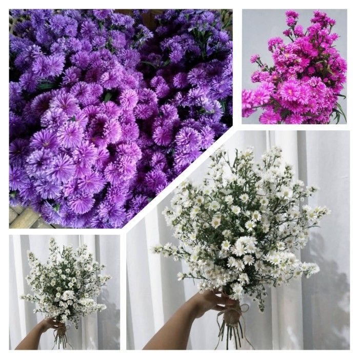 Bunga Pikok - Bunga Pikok Fresh