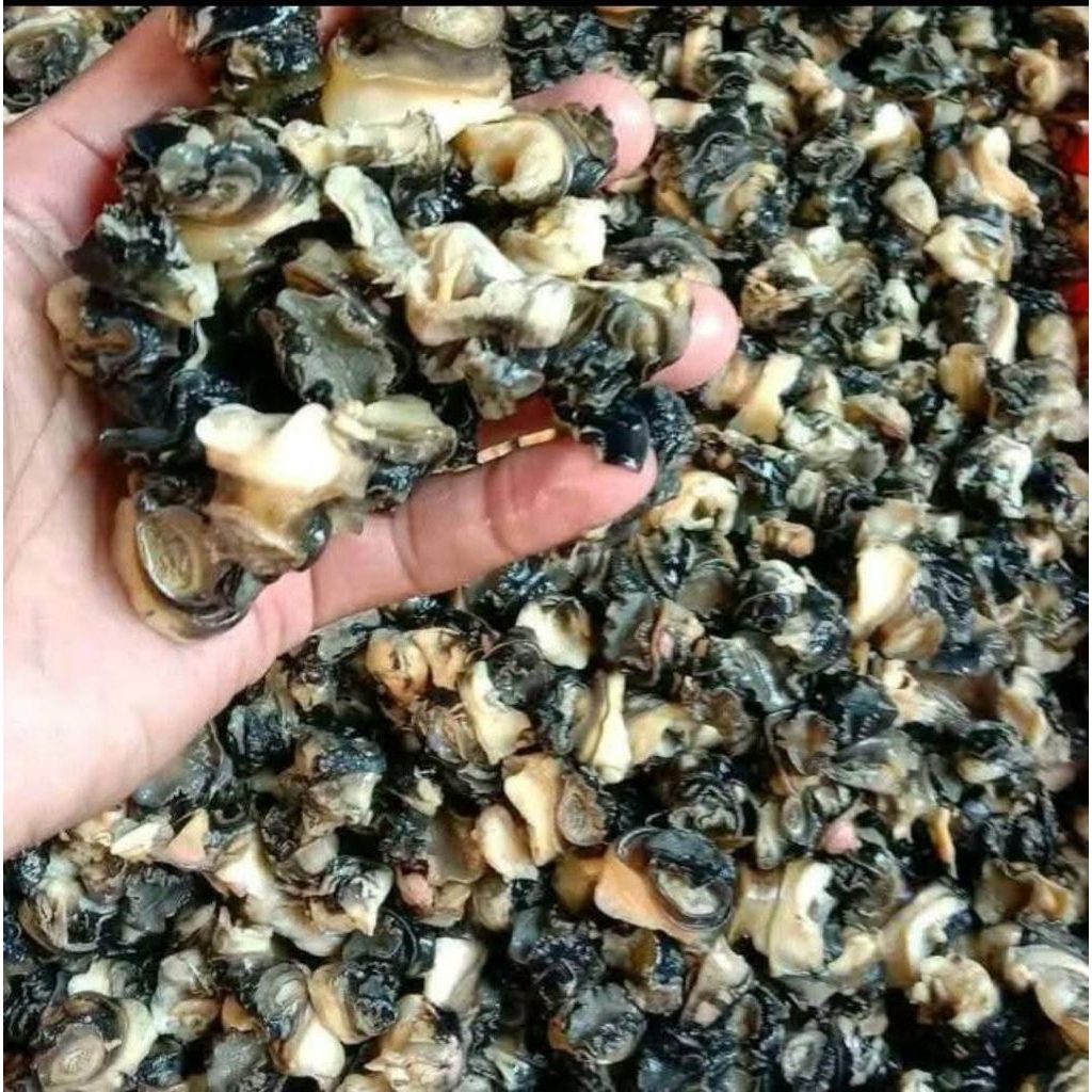 keong sawah/Kol sawah/tutut kemasan 1 kg