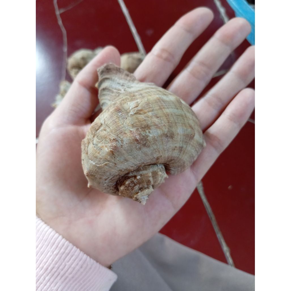 cangkang keong kelomang besar random