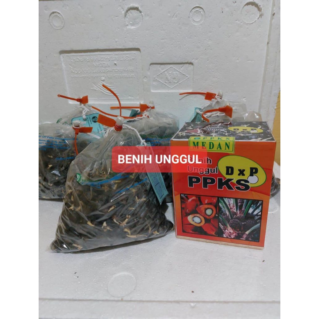 Bibit Benih Kecambah sawit PPKS MEDAN Kwalitas Unggul