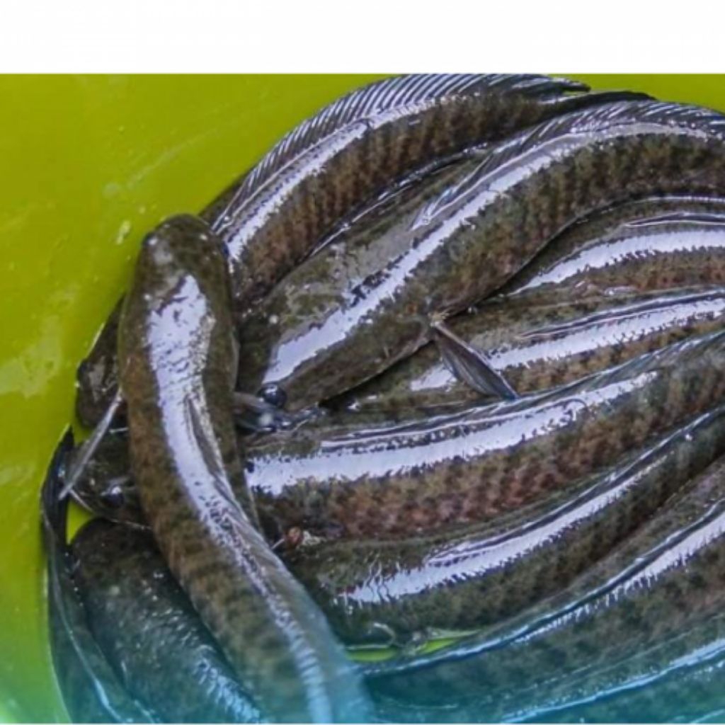 ikan gabus segar 1 kg
