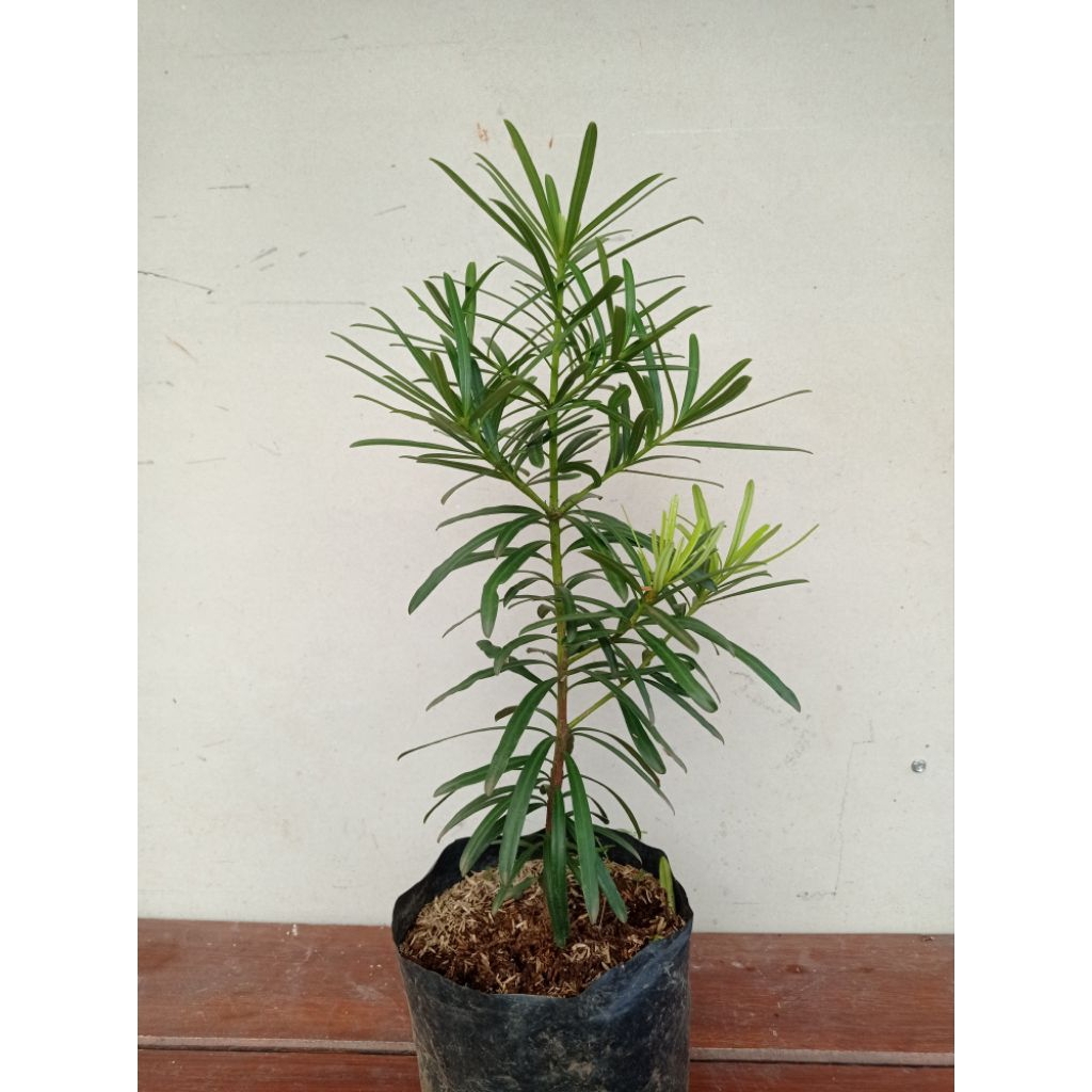 Bibit tanaman hias lohansung mawar rimbun