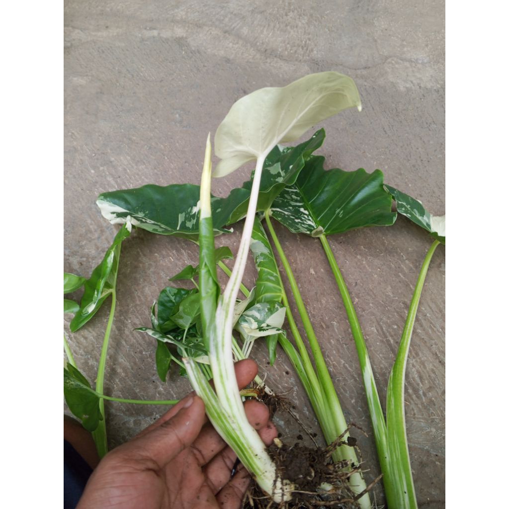 bibit tanaman alocasia macrorrhiza varigata