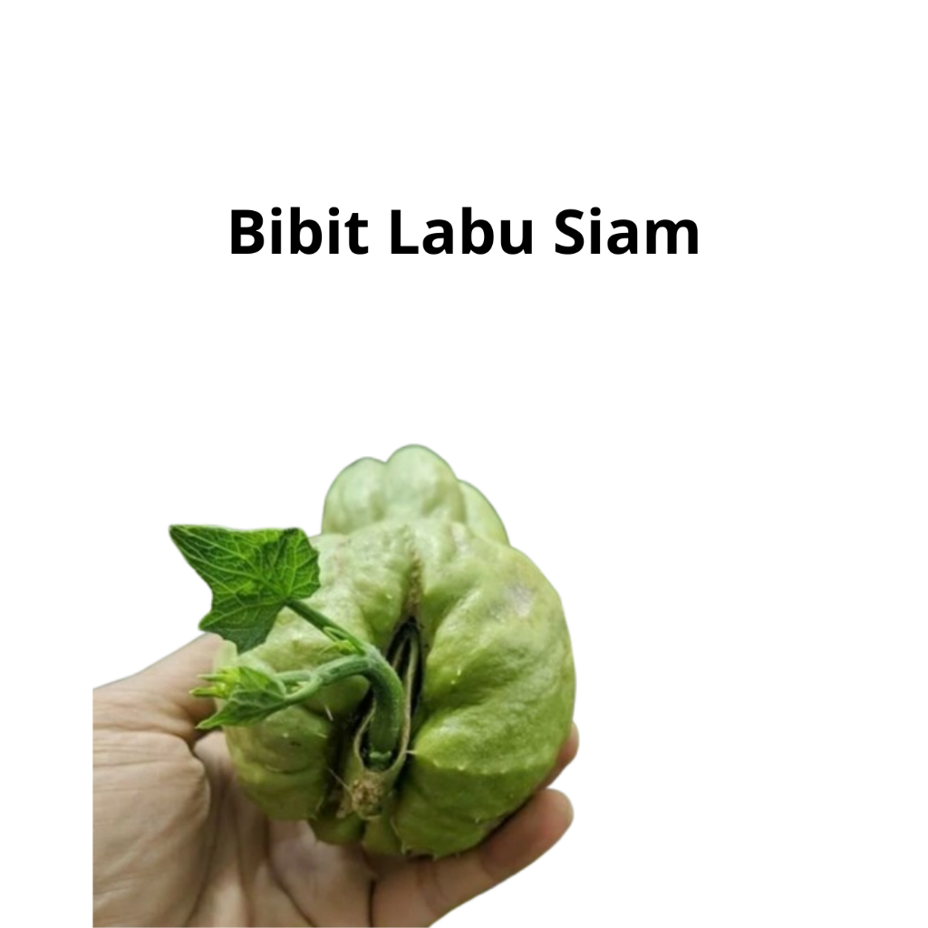 Bibit Labu Siam / Benih Labu Siam