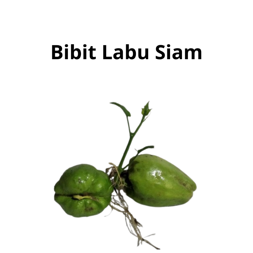 Bibit Benih Labu Siam Bibit Unggul Bibit Sayuran