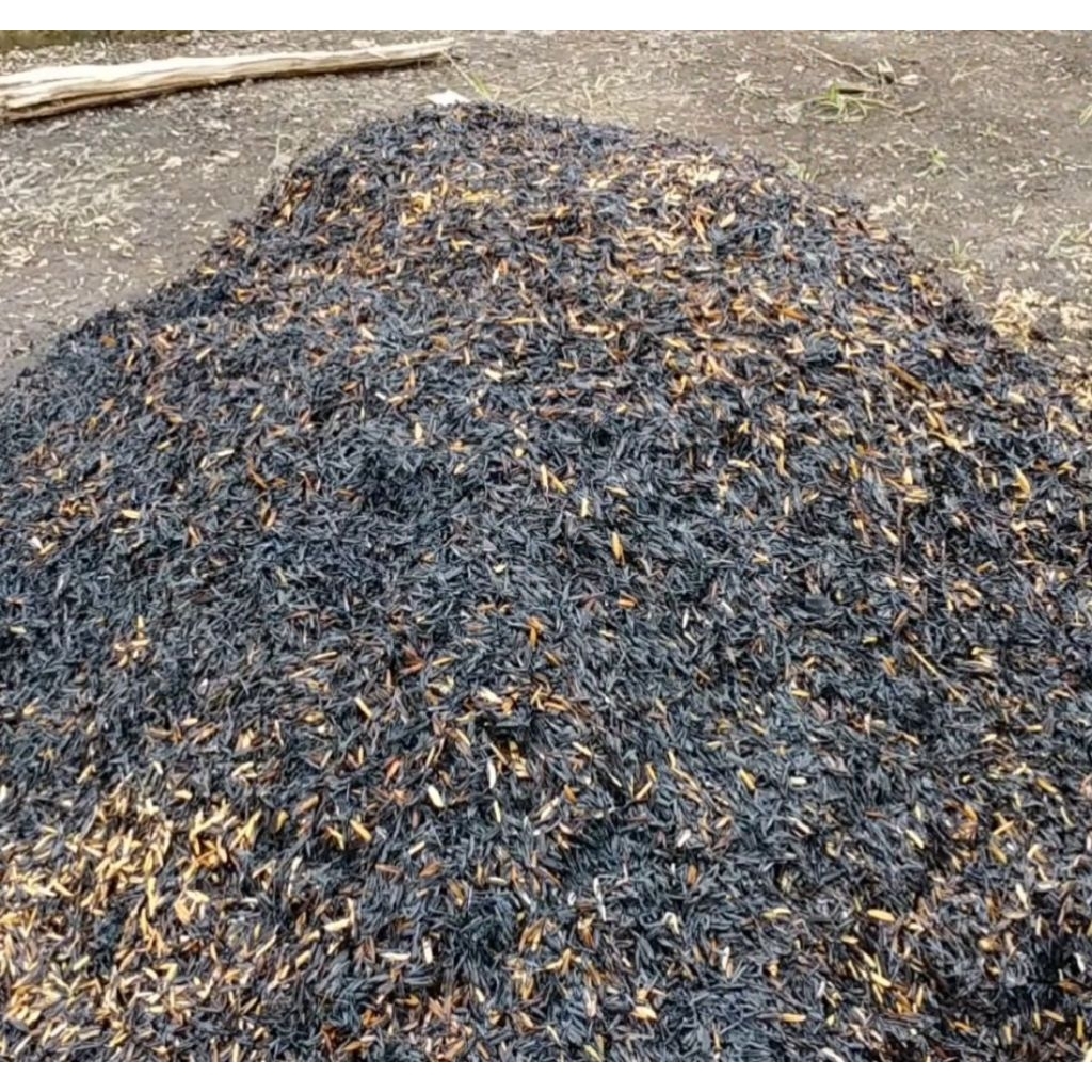Scam padi setengah padi 1kg-5kg
