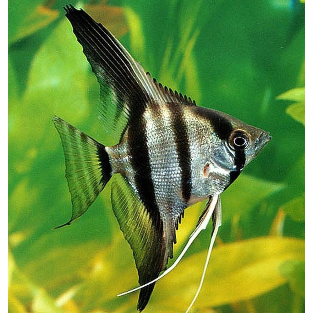 HIASAN-ANGEL FISH ALTUM/MANFISH ALTUM/HIASAN AQUARIUM