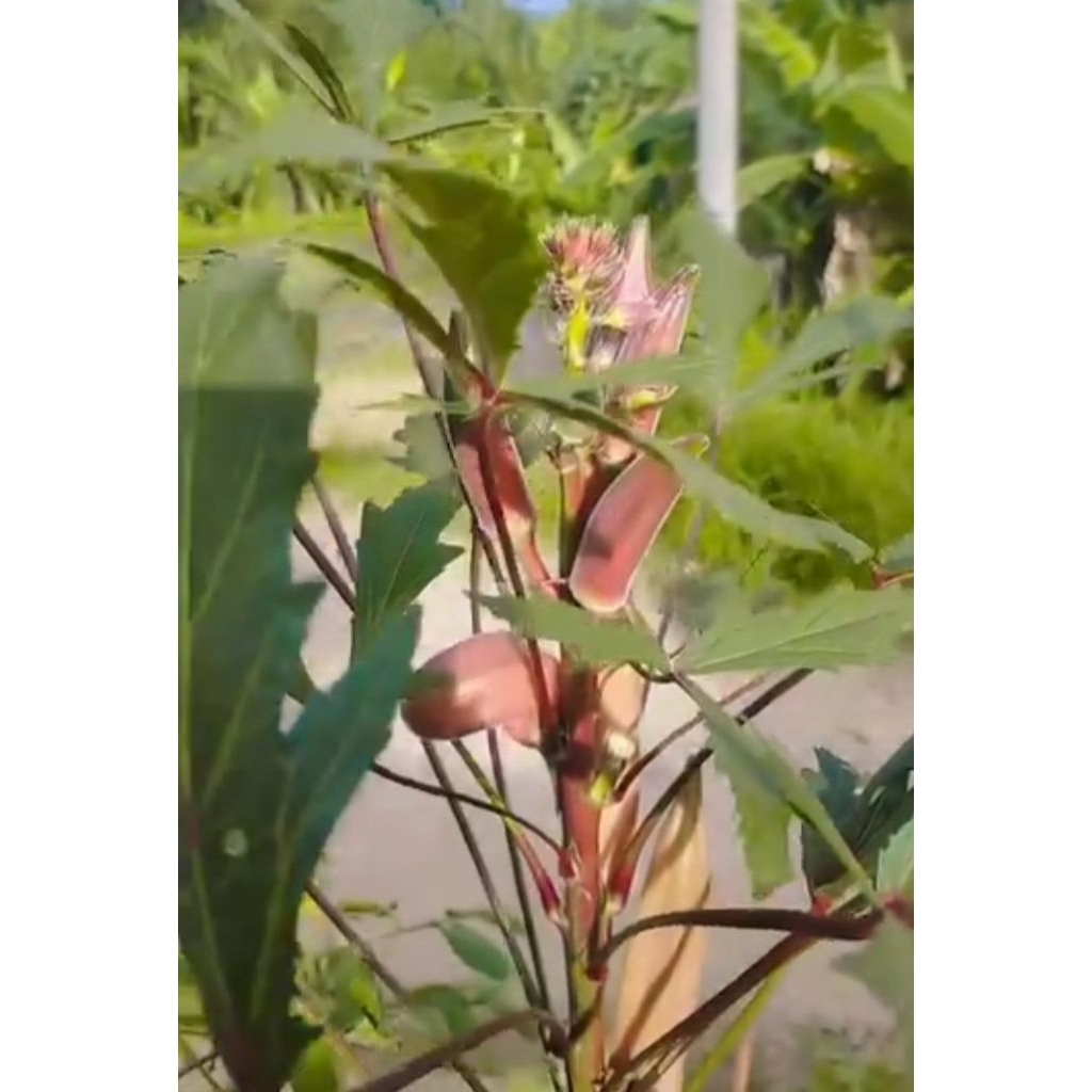 Benih okra merah/ 5 biji okra merah-seed buah-bibit sayur mudah tumbuh