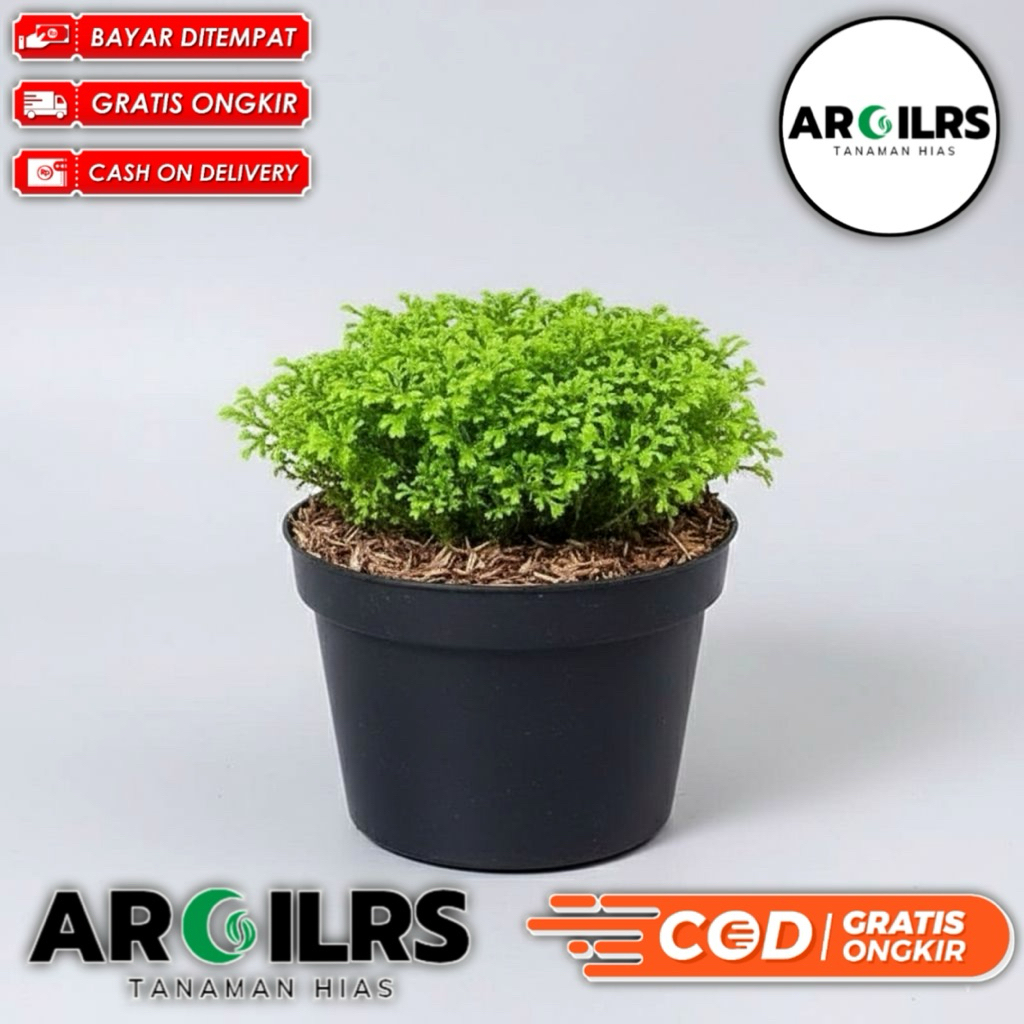 Tanaman Lumut Ambon Hidup | Lumut Hias Segar | Lumut Bonsai & Terrarium