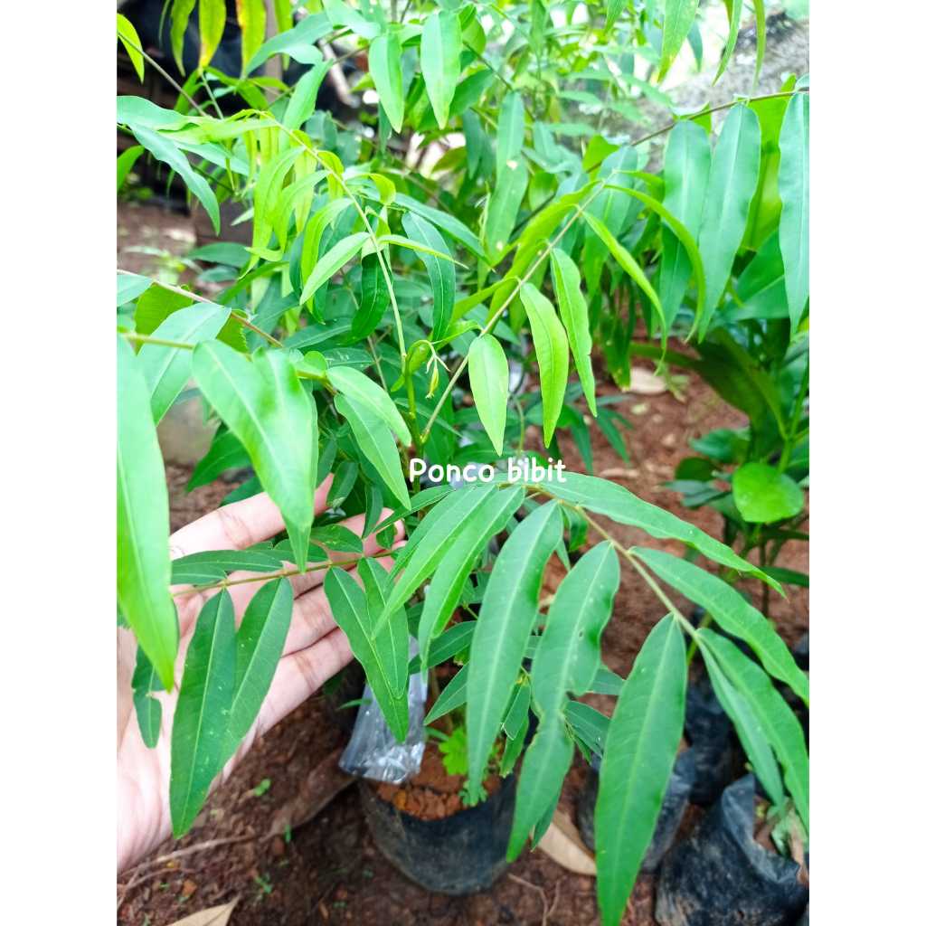 Bibit tanaman Lerak - Deterjen alami Ramah Lingkungan