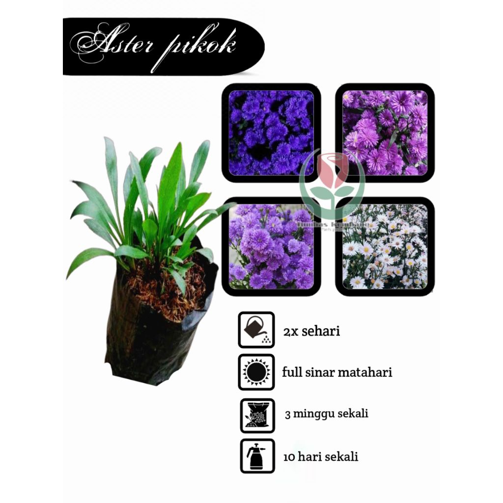 Bibit Tanaman Hias Pikok Aster Amellus Siap Berbunga Bibit grade A Super Yaas Kembang Id