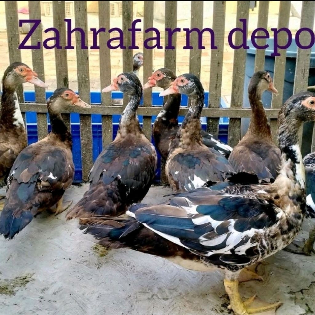 entok hias rambon bronze mile , telur tetas garansi