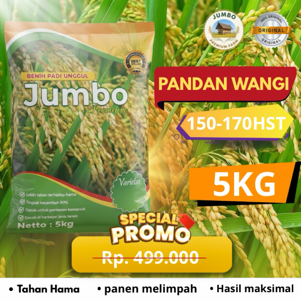 Benih padi PANDAN WANGI benih padi unggul original jumbo premium benih padi berkualitas