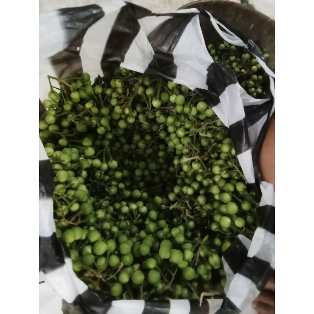 satu kg terong pokak terong Pipit kaya manfaat