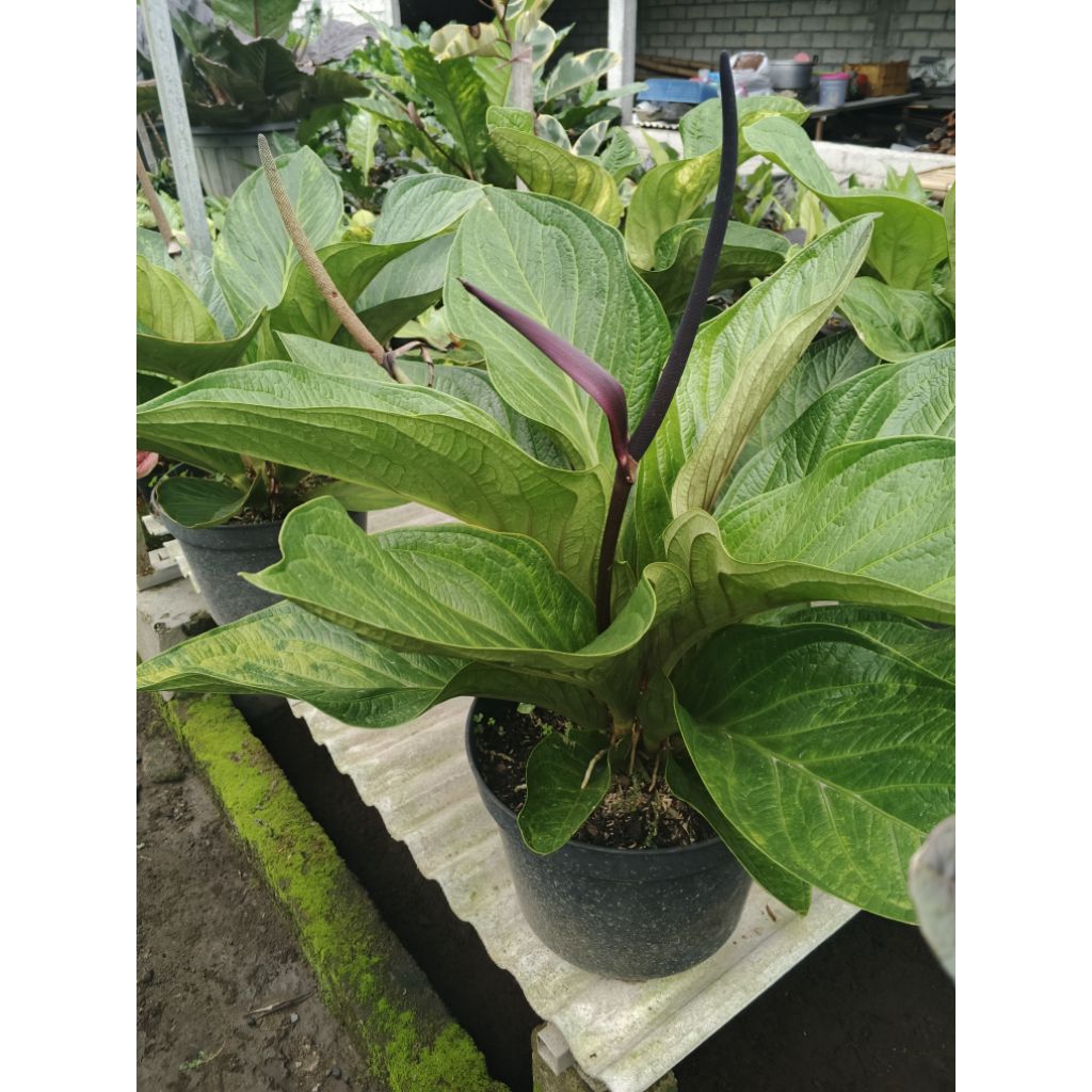 jemani mangkok jumbo