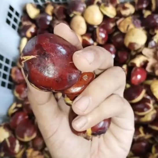 jengkol tua 1kg mentah jengkol semur jengkol rendang