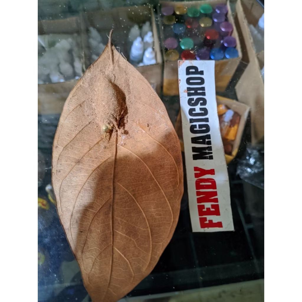 koleksi kepompong nempel daun isi wesi kuning