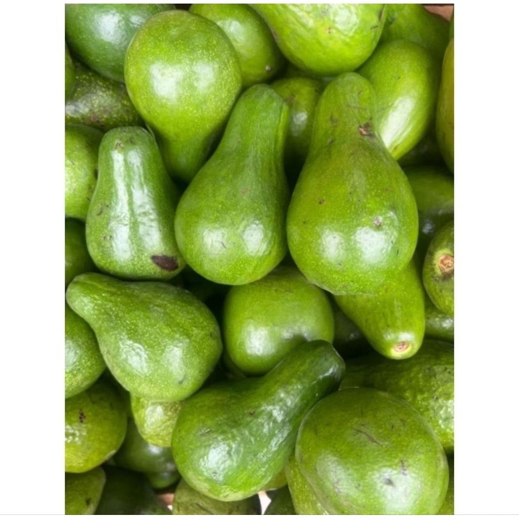 BUAH ALPUKAT MASAK/KG