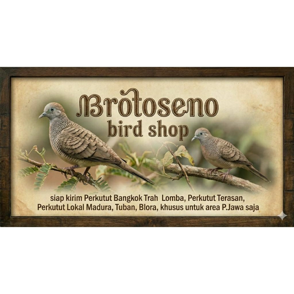 Perkutut Bangkok Bahan Lomba