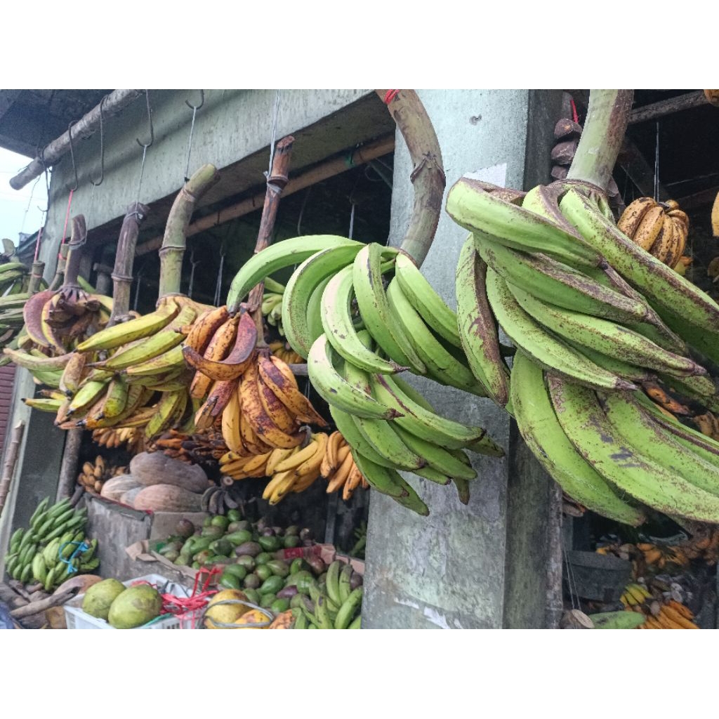pisang tanduk asli sukabumi