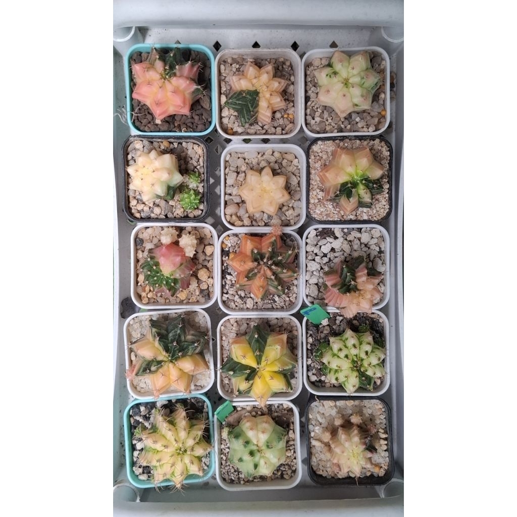 Gymnocalycum Mihanovichii