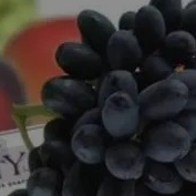 Anggur hitam Midnight Beauty Australia buah gemez grosir termurah di surabaya