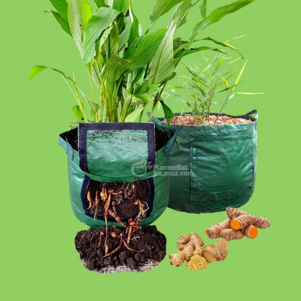 Rhizoma Planter Ukuran S /Planter Bag Khusus Empon-Empon Size S-Rhizoma planter original easygrow