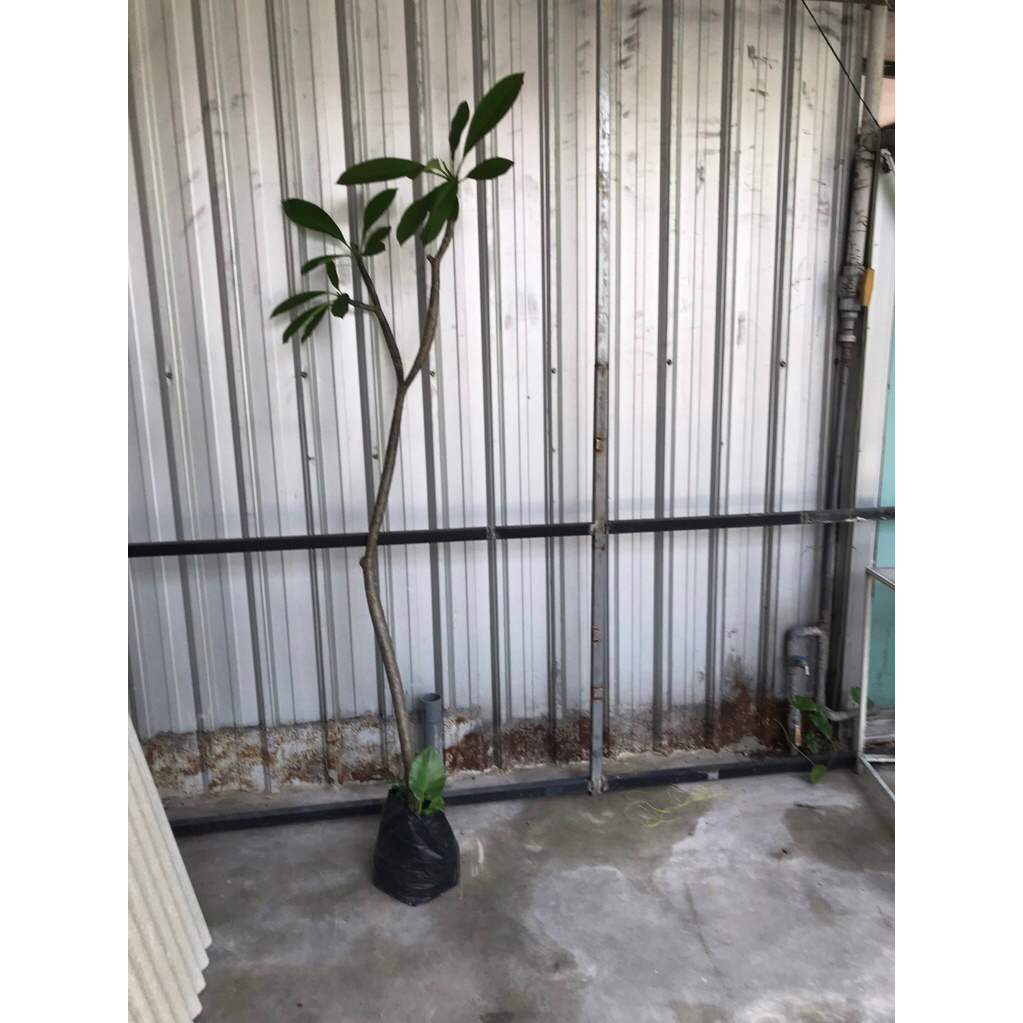 Pohon Kamboja Bunga Kuning