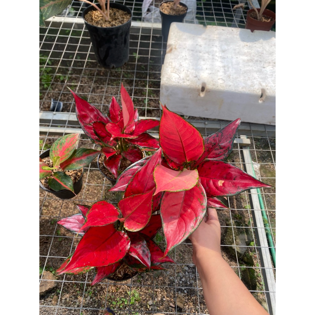 AGLAONEMA RED KING INDUK