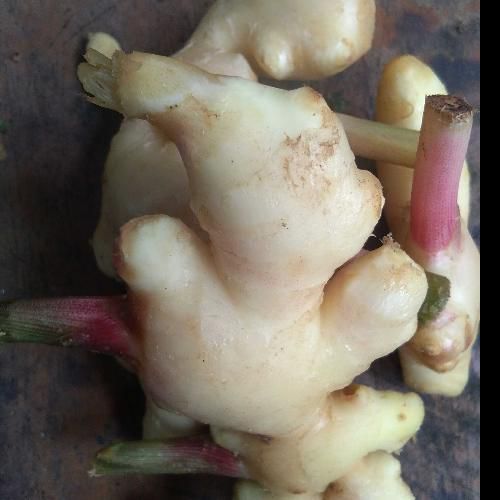 PROMO JAHE MUDA DADAKAN FREH DAN SEGAR 250 GRAM