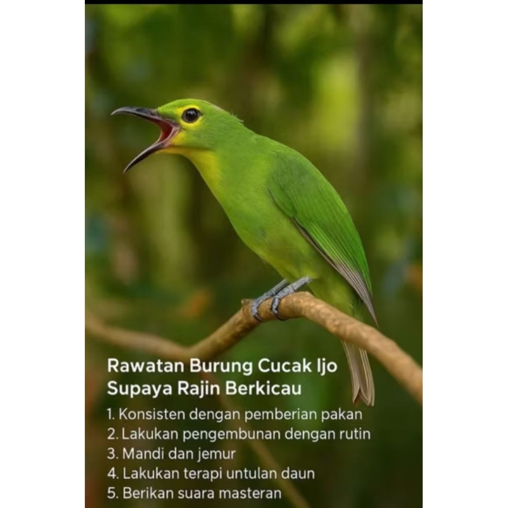 Cucak ijo Ph garansi jantan