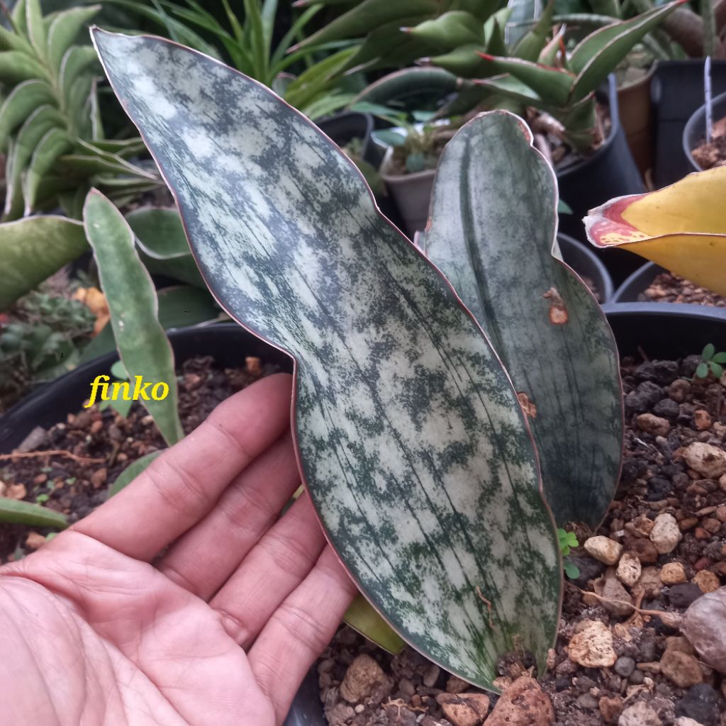 sansevieria hybrid kirkii adelia (breeder R.I.P. Pepito. M, Philipine)
