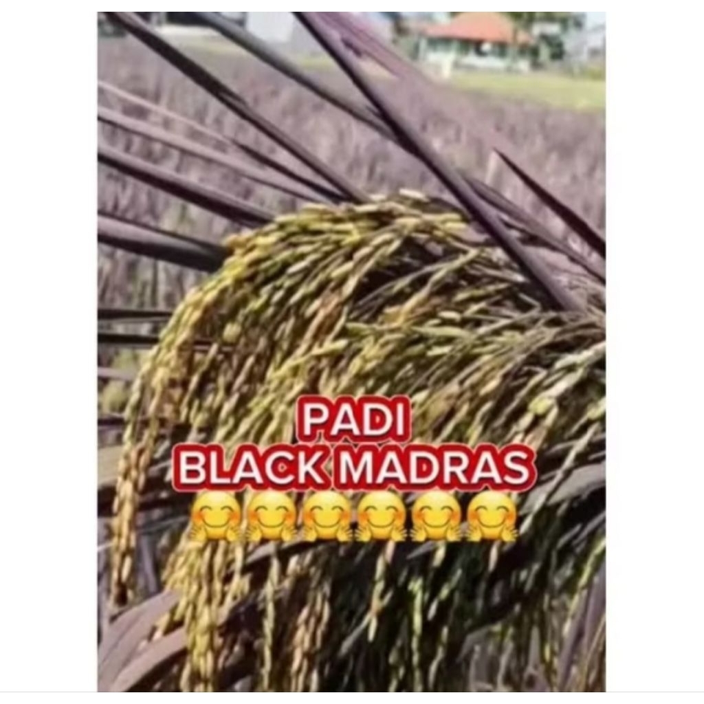 BENIH PADI BLACK MADRAS KEMASAN 10KG