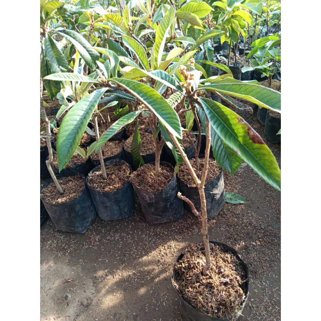 bibit buah leci kuning