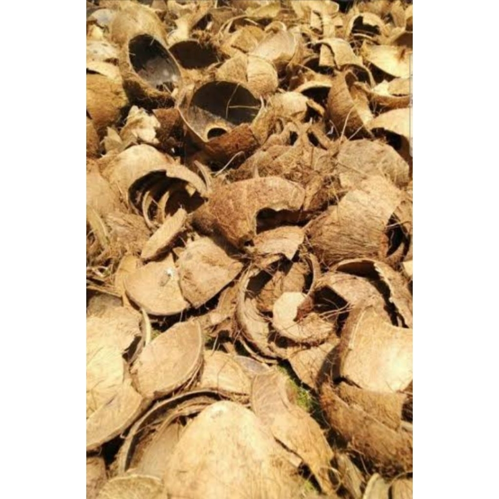 Batok Kelapa Cacah Kering Bahan Arang & Pembakaran Ramah Lingkungan