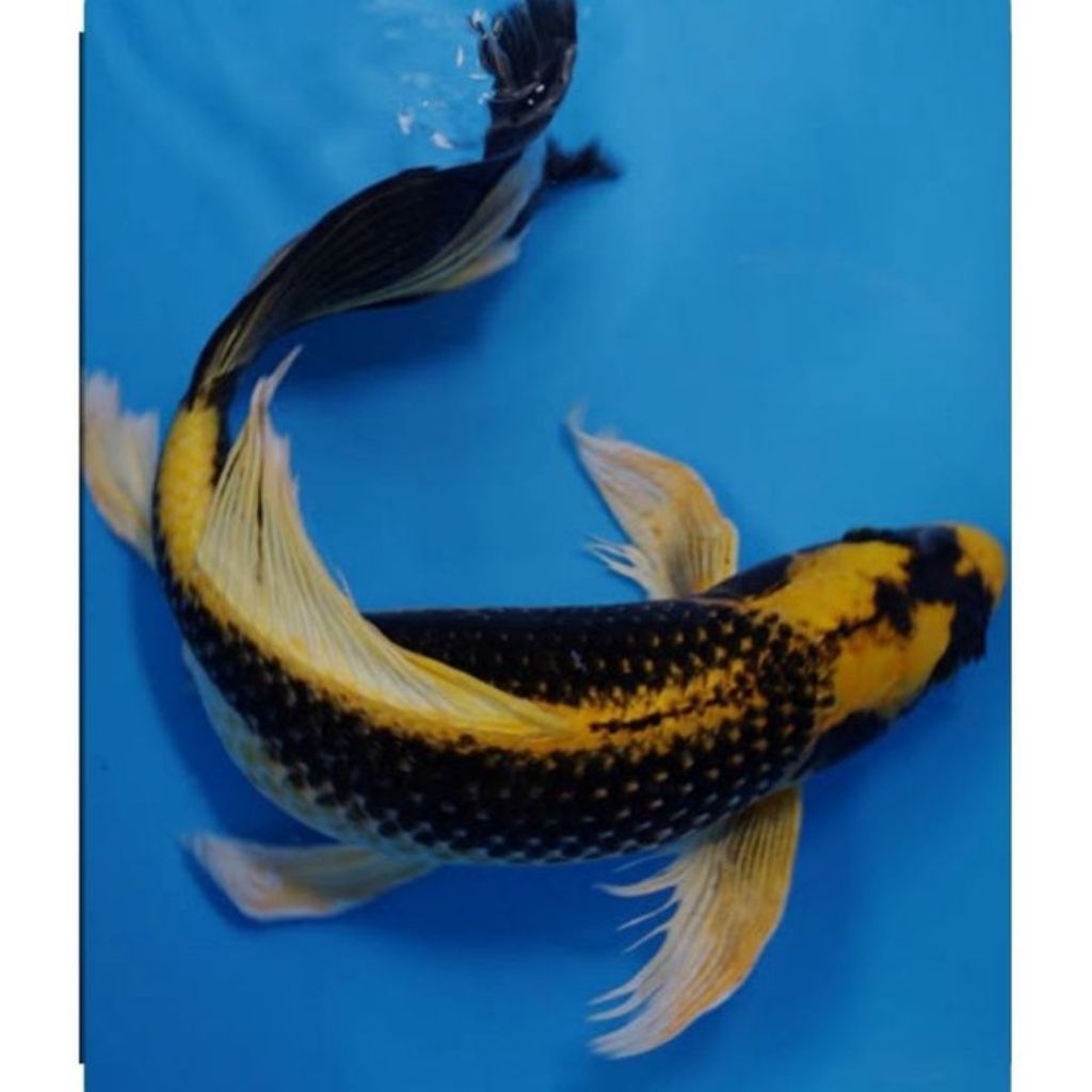 [PROMO] IKAN KOI KABUTO