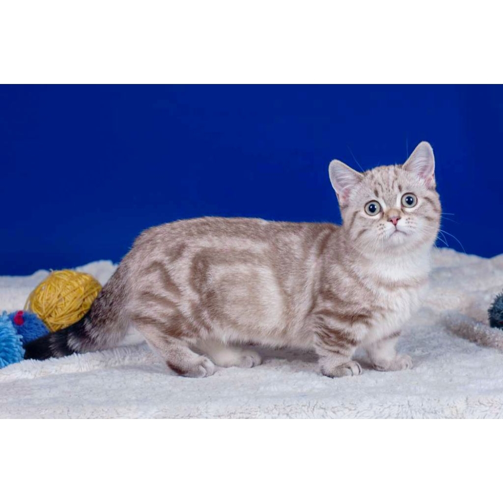 Kucing Munchkin Persia longhair shorthair pesek medium usia 3 bulan-1 tahun