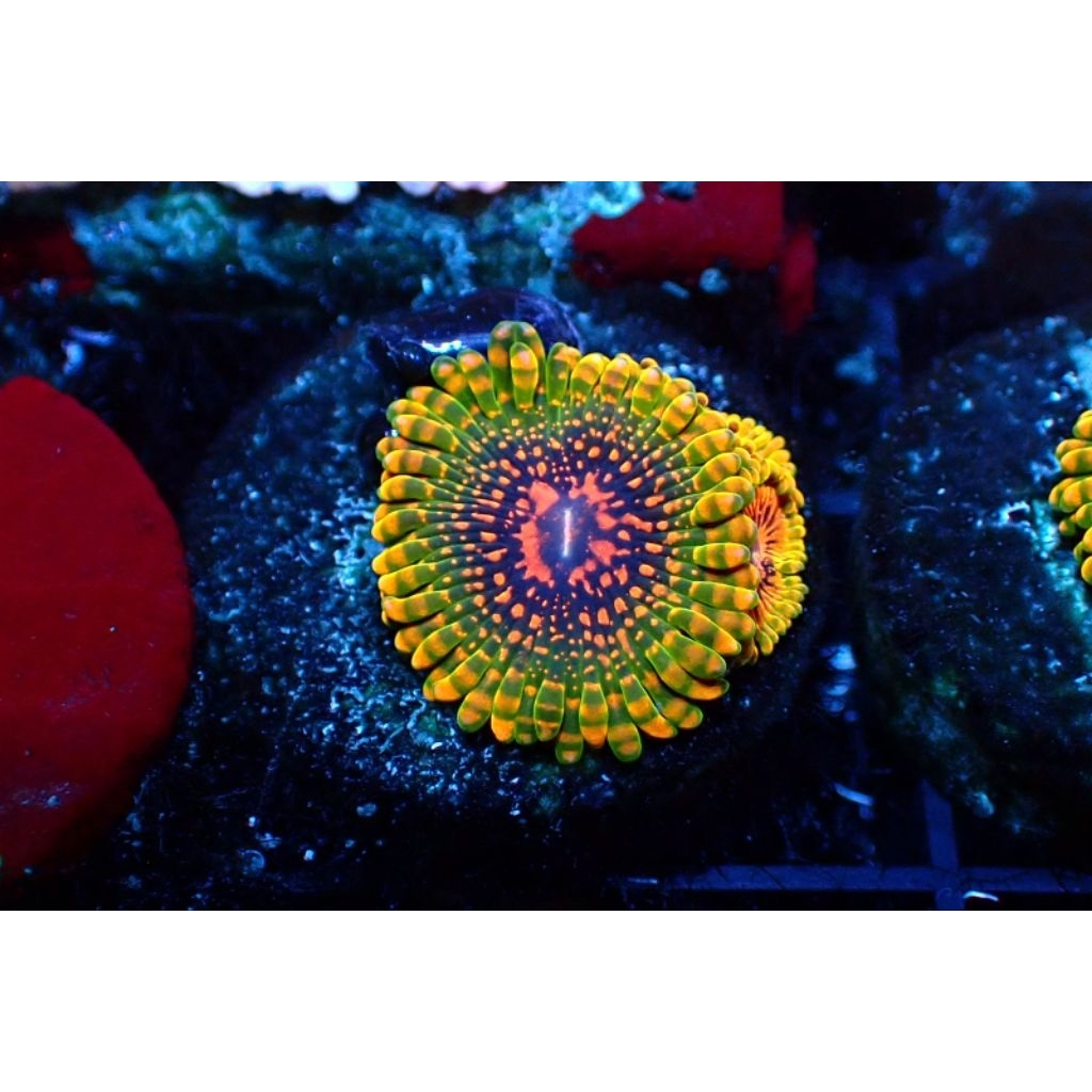 Coral Zoa Krakatoa