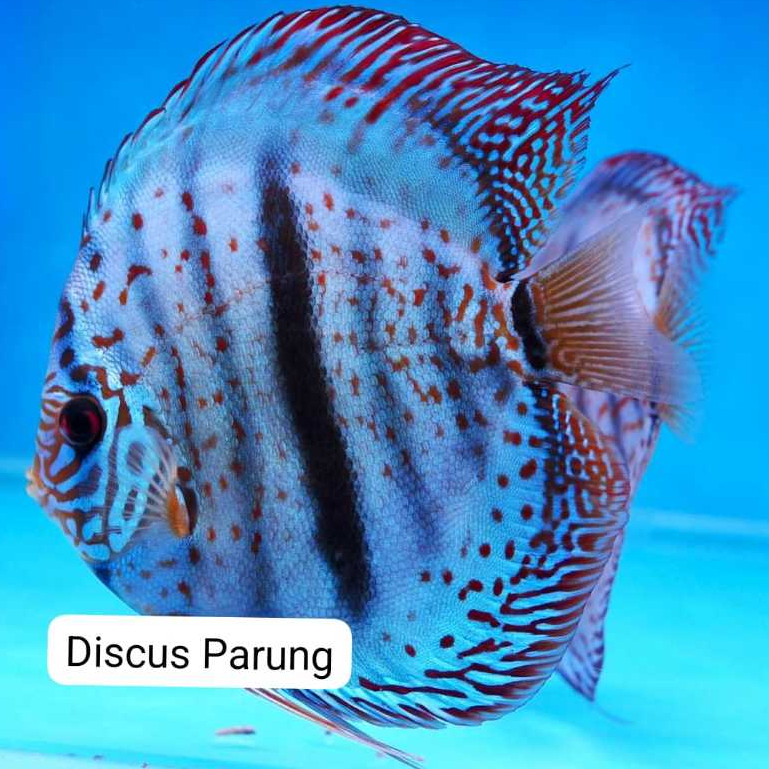 discus 1inch - Heckel crossblue