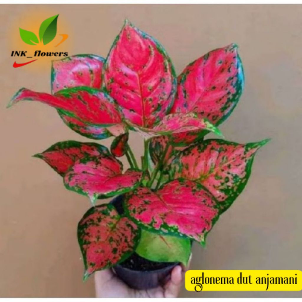 Aglonema Dud Anjamani Rimbun Aglonema Merah Dut Anjamani Tanaman Hias Berkualitas