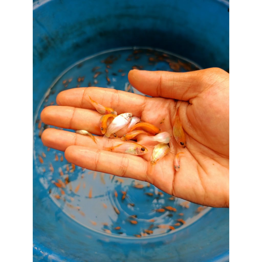 Bibit Ikan Nila Merah Bangkok Ukuran 2-3cm isi 100 ekor,