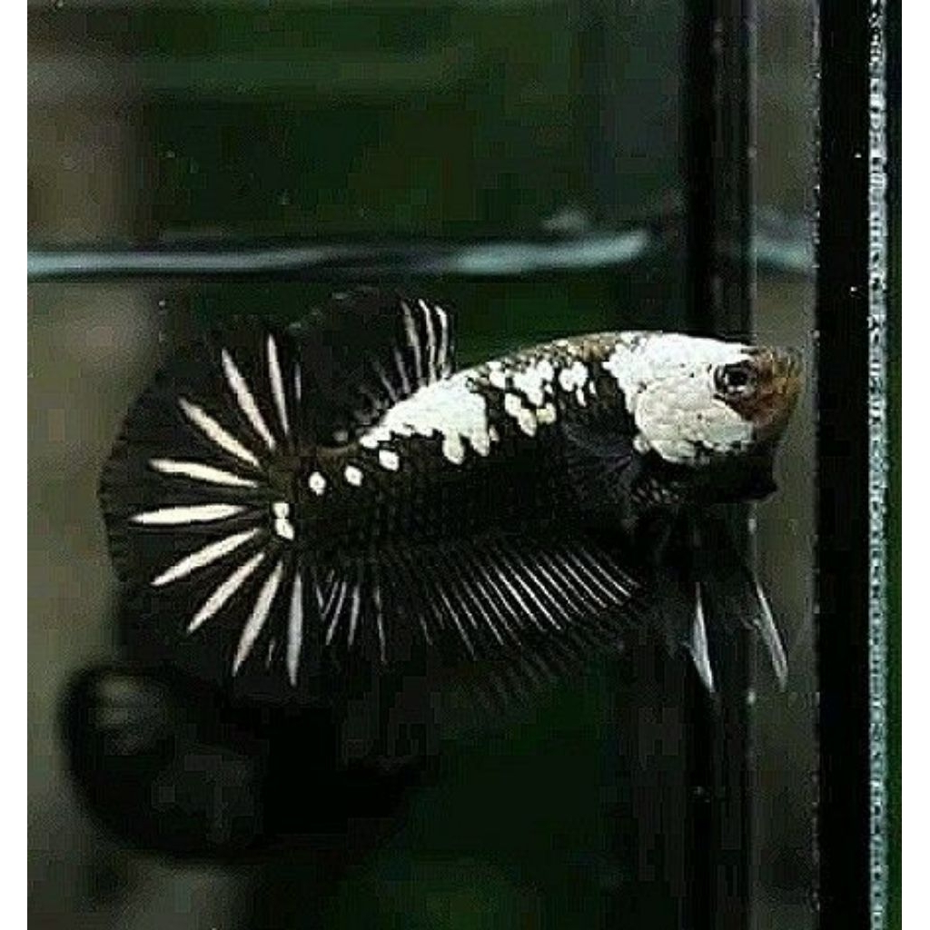 hiasan aquarium cupang jantan black mamba