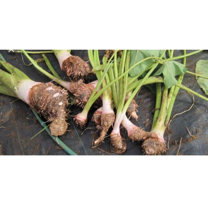 bibit benih mbote talas 10 gratis 1