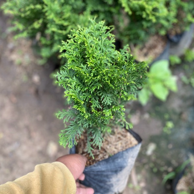 Tanaman hias outdoor  cemara hinoki/ inoki jepang Besar rimbun