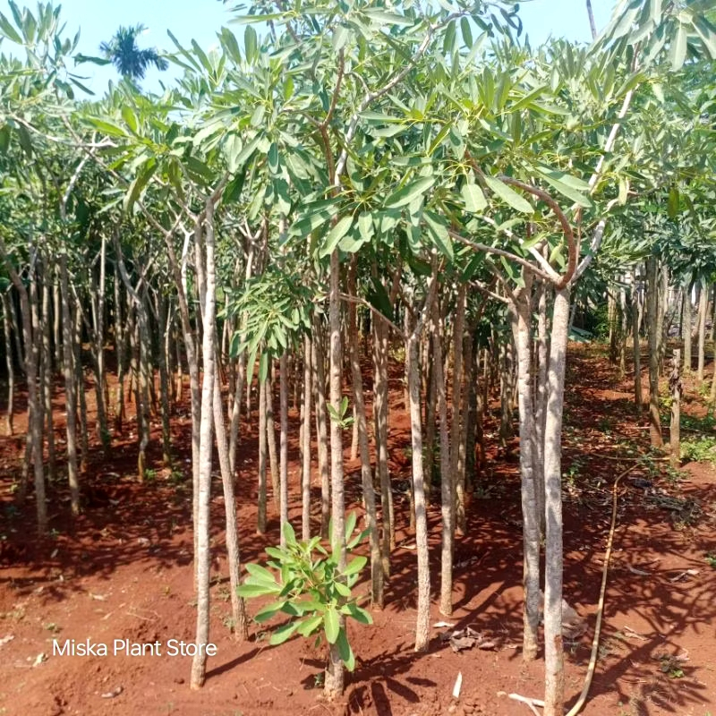 Pohon Tabebuya Tinggi 2 Meter / Tanaman Bunga Tabebuya