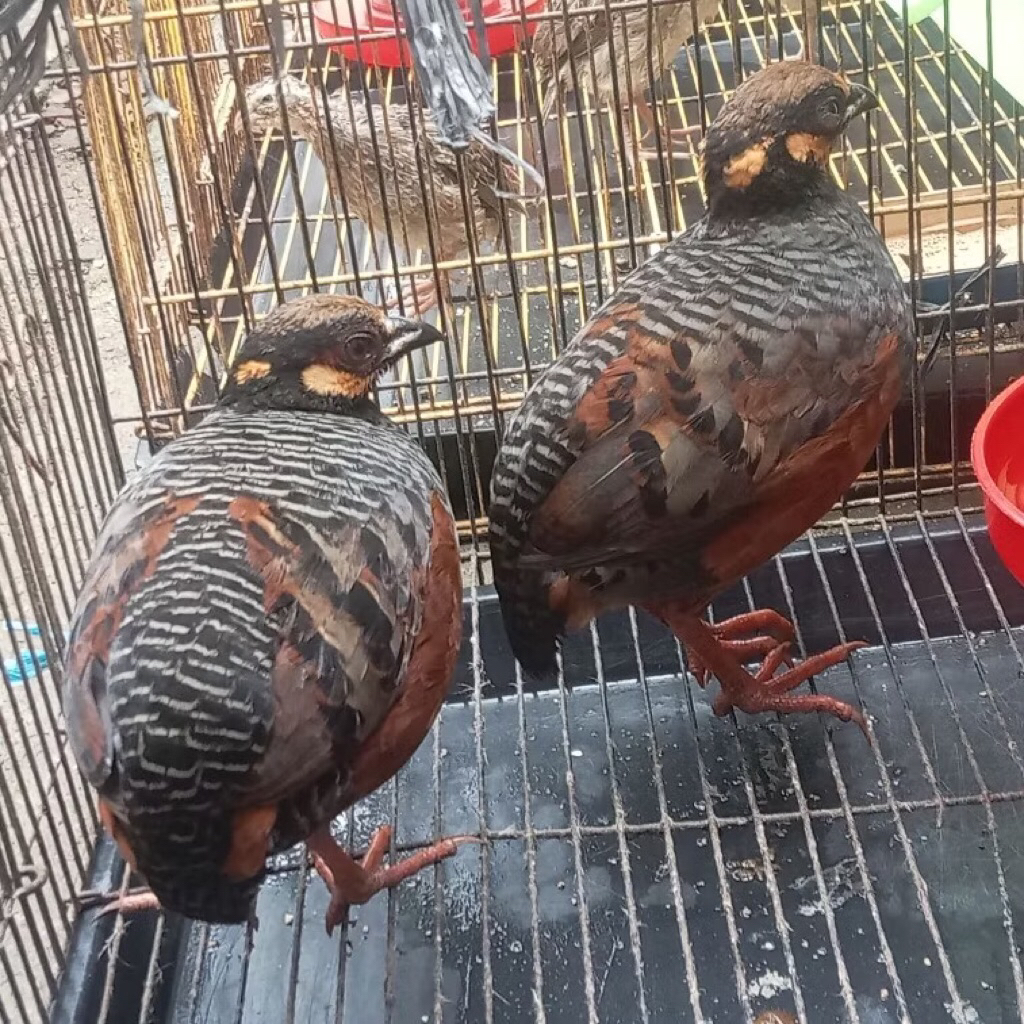 Puyuh Gonggong Pilihan Untuk Aviary bagus