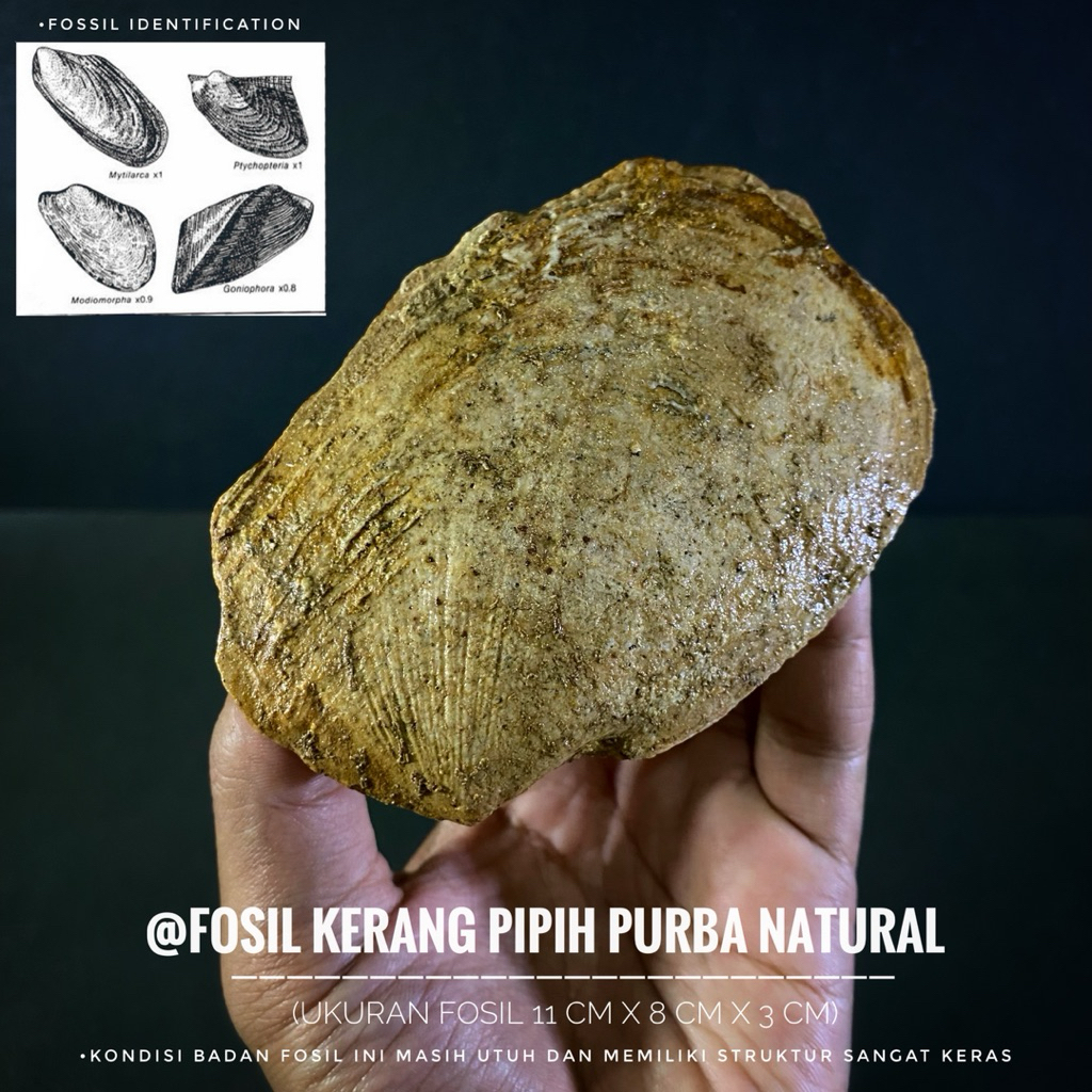 Fosil Kerang Pipih Purba Natural B50 atau Fossil Shell atau Fosil Kijing atau Fosil Keong Temuan
