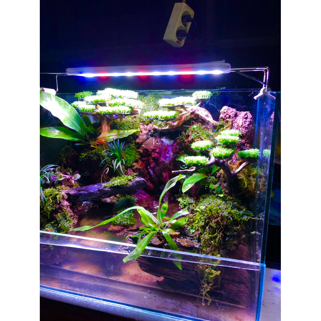 paludarium fullset size 30x30x30 cm siap pandang tinggal isi air aj